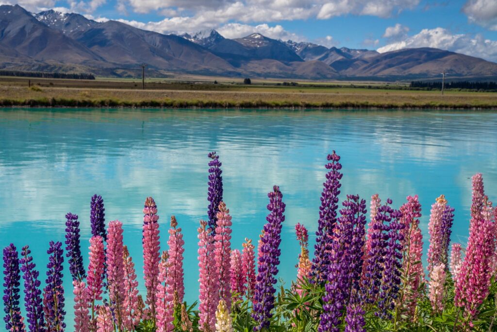 Cantiknya Pemandangan Bunga Lupin saat Wisata di Selandia Baru - Scarf ...